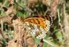 235401 – Photo : N. Vansieleghem – France (58)